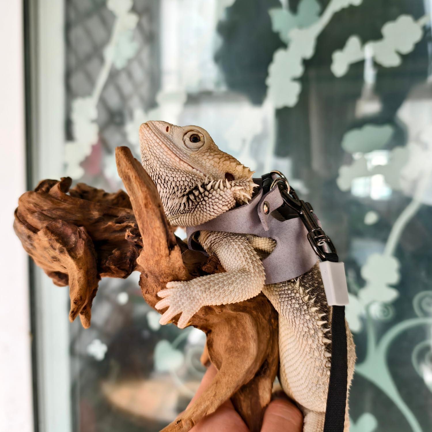 Juego de Arnés y Correa TTMIMIK para Dragón Barbudo - 3 Tamaños