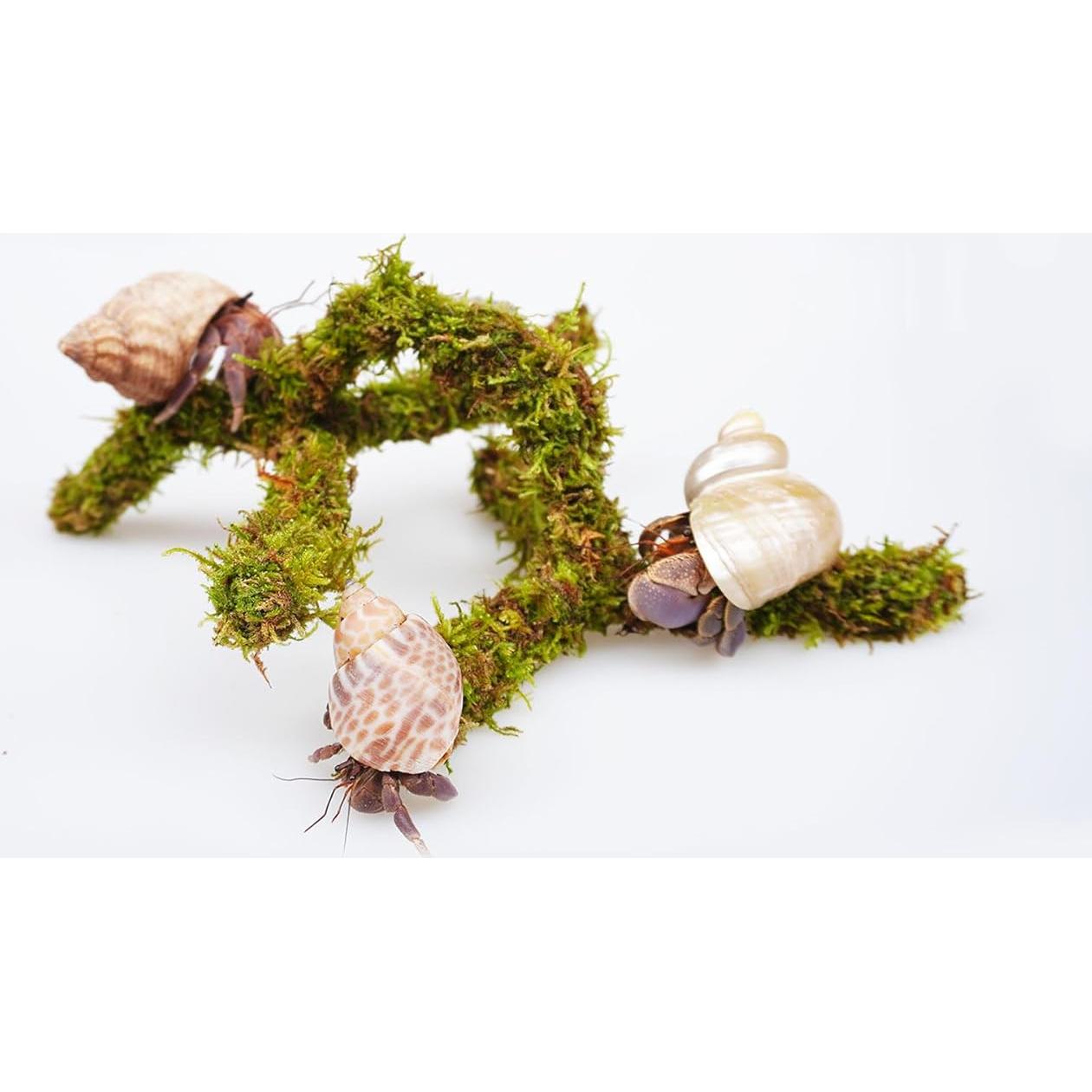 Juguete de Escalada para Cangrejo Ermitaño Jinymral 16.51 cm