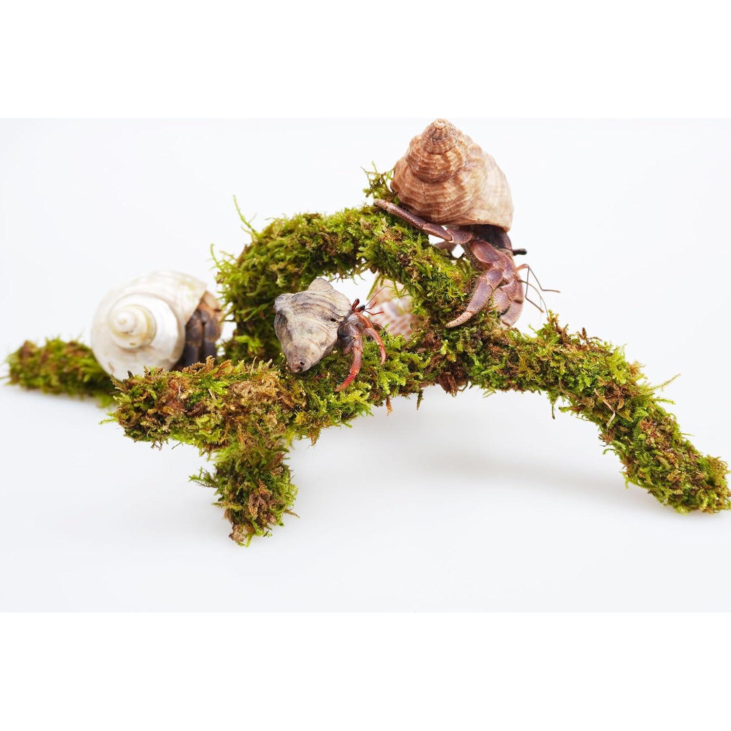 Juguete de Escalada para Cangrejo Ermitaño Jinymral 16.51 cm