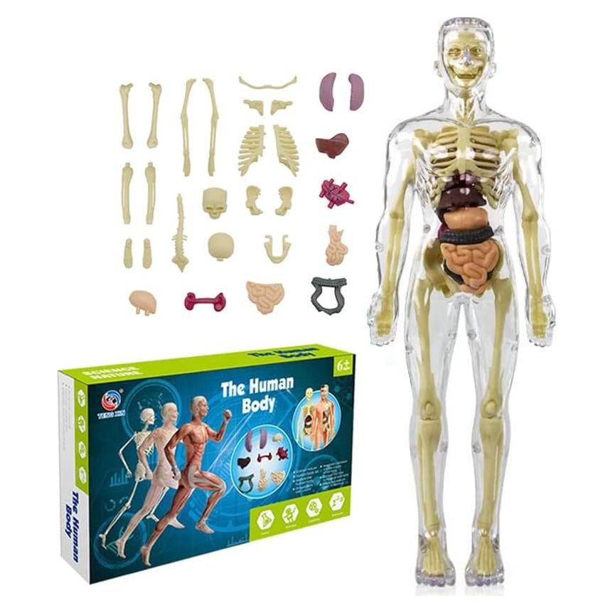 Juguete de Anatomía Interactivo Luoxun 28.5 cm para Niños 6+