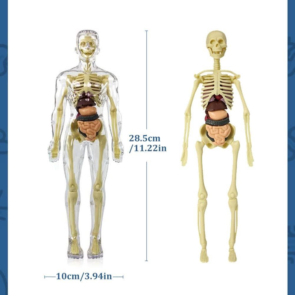 Juguete de Anatomía Interactivo Luoxun 28.5 cm para Niños 6+