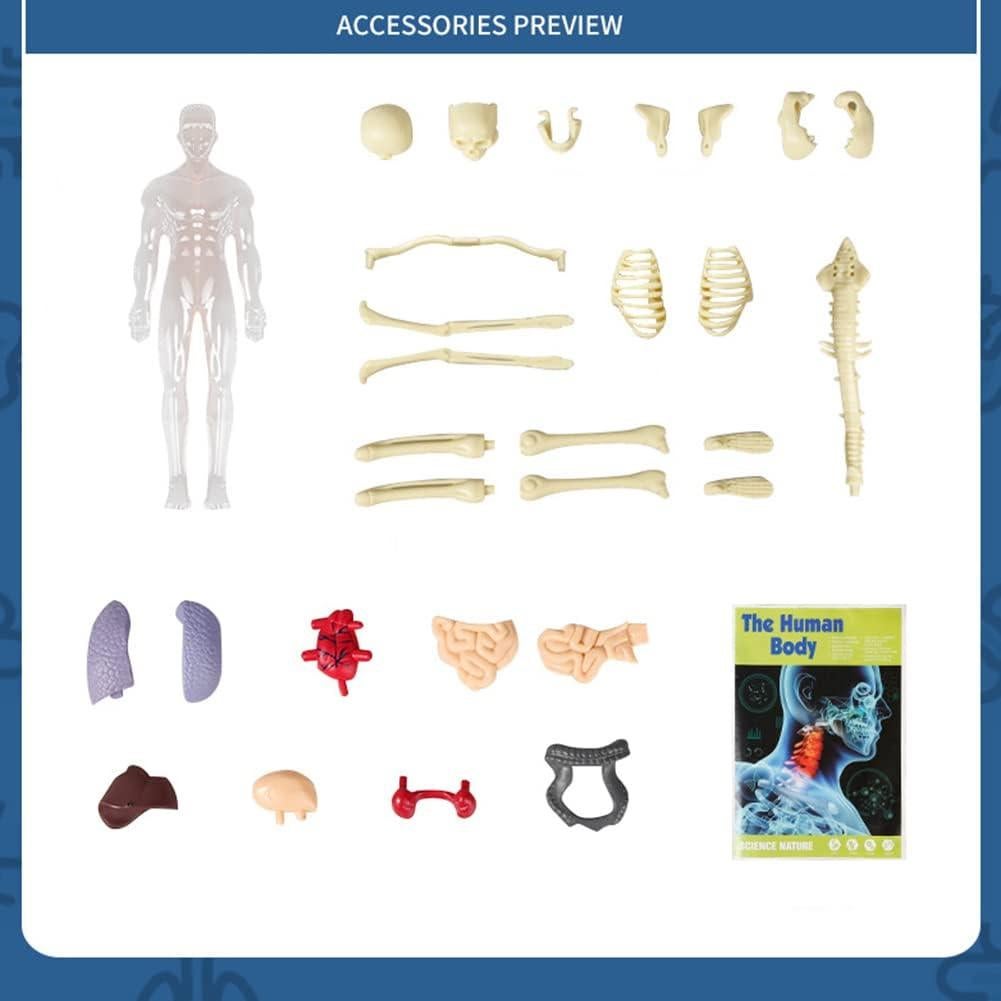 Juguete de Anatomía Interactivo Luoxun 28.5 cm para Niños 6+