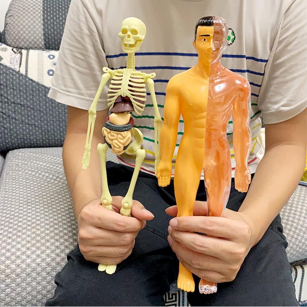 Juguete de Anatomía Interactivo Luoxun 28.5 cm para Niños 6+
