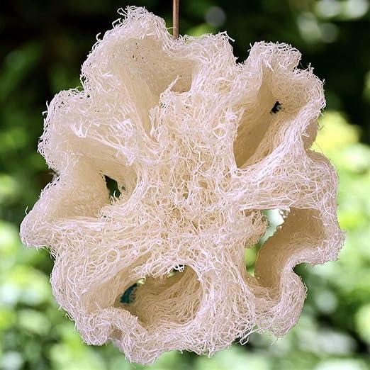 Esponja de Lufa Natural Egipcia Exfoliante 1 Unidad - Egyptian King