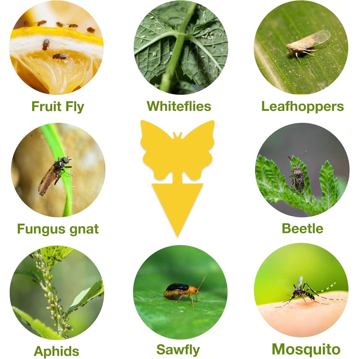 Paquete de 40 trampas adhesivas amarillas Dwcom para mosquitos