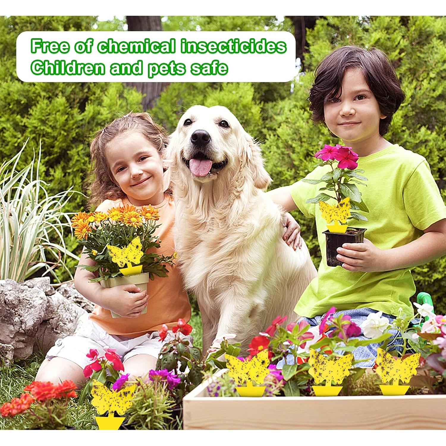 Paquete de 40 trampas adhesivas amarillas Dwcom para mosquitos