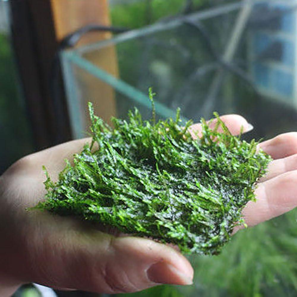 5PCS Malla de Alambre Acero Inoxidable SQXBK 10x20cm Acuario