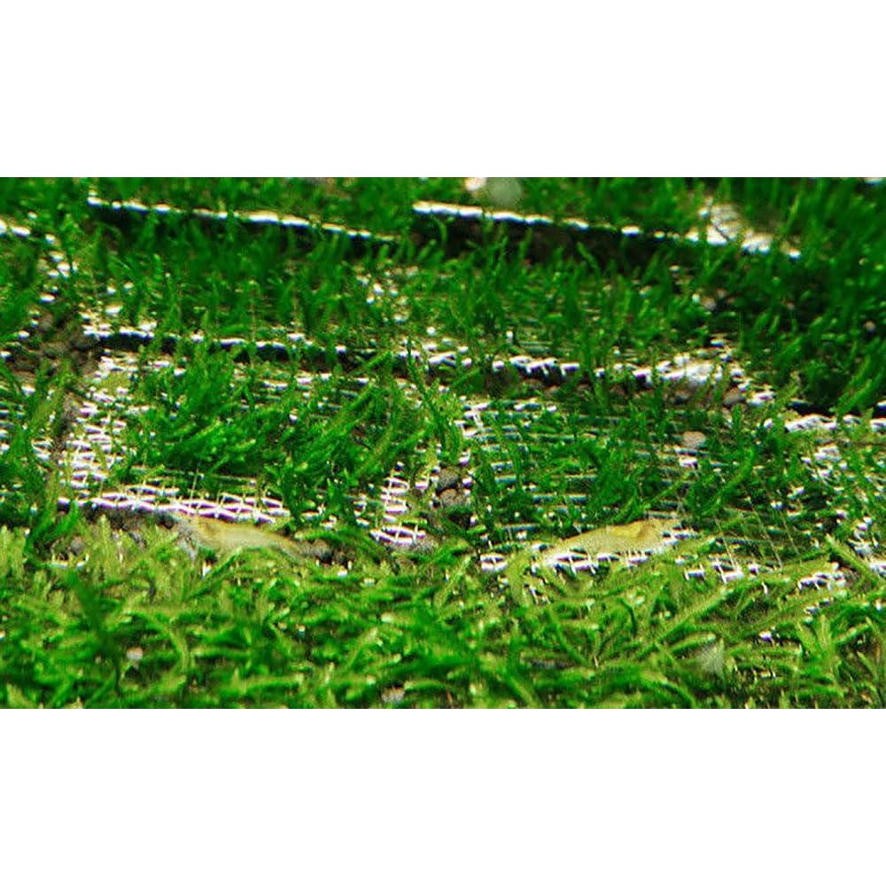 5PCS Malla de Alambre Acero Inoxidable SQXBK 10x20cm Acuario