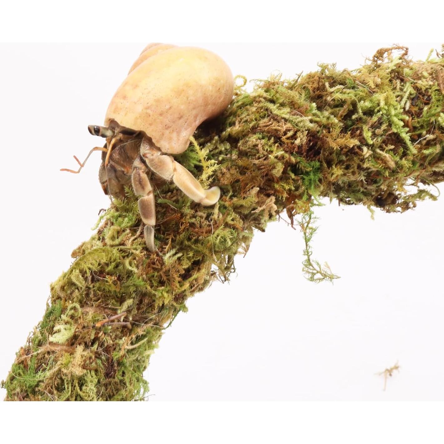 Palo de Musgo para Cangrejos Ermitaños Vitalili 63.5 cm