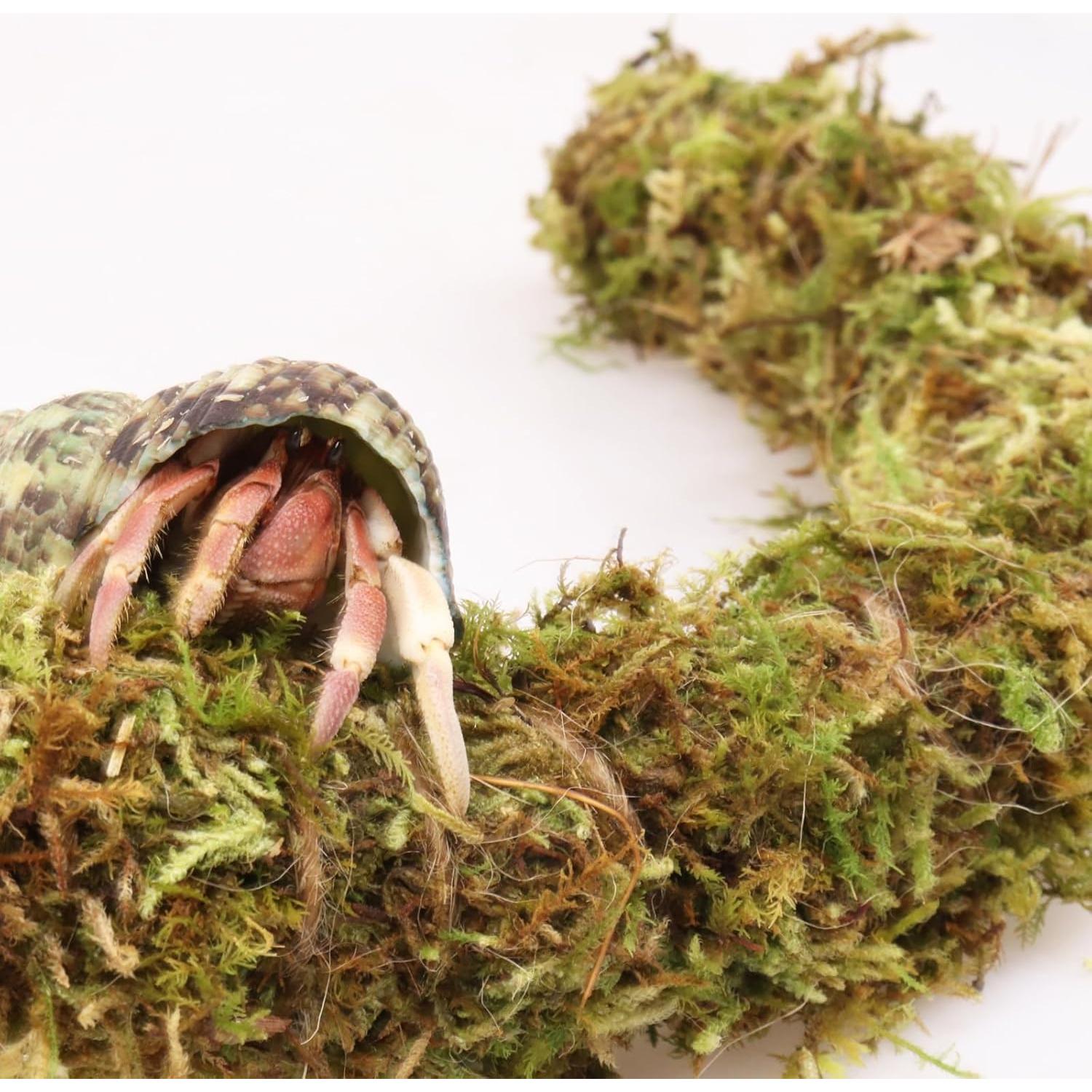 Palo de Musgo para Cangrejos Ermitaños Vitalili 63.5 cm