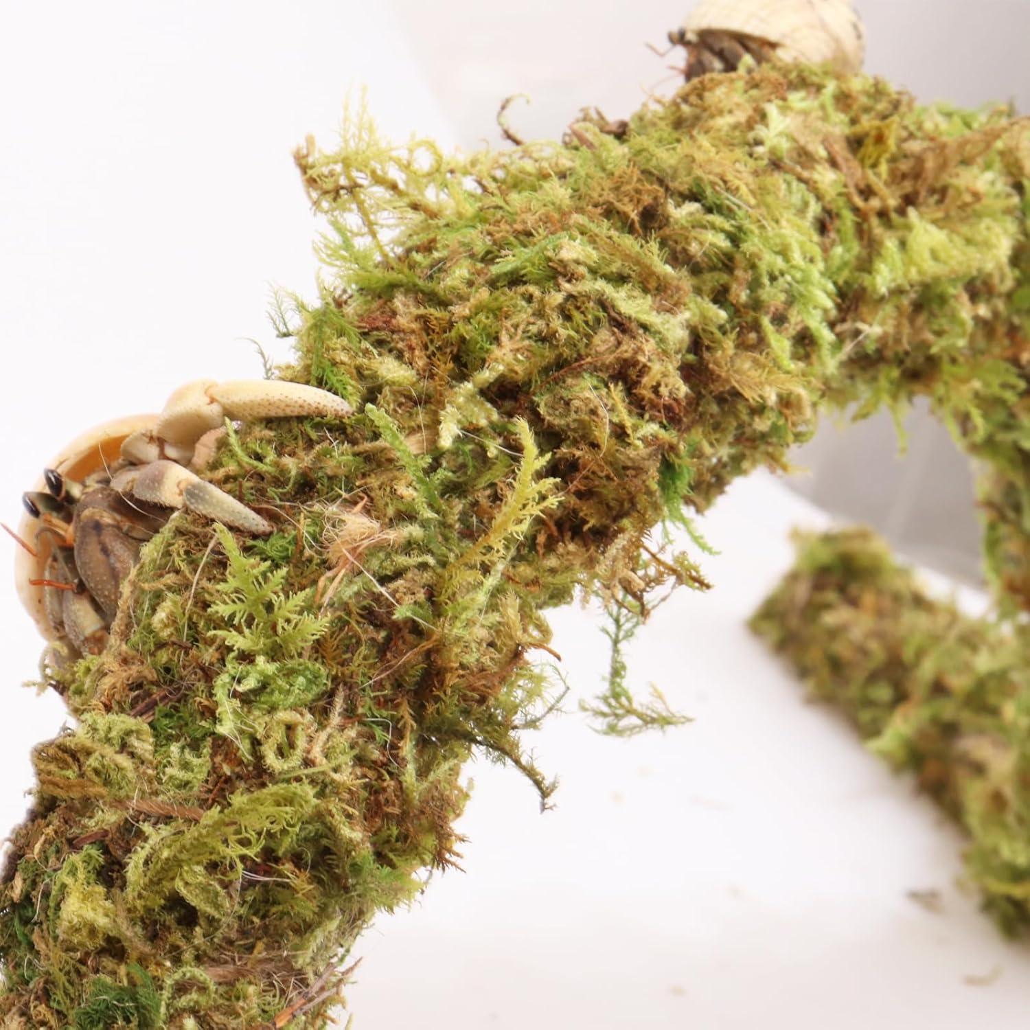 Palo de Musgo para Cangrejos Ermitaños Vitalili 63.5 cm