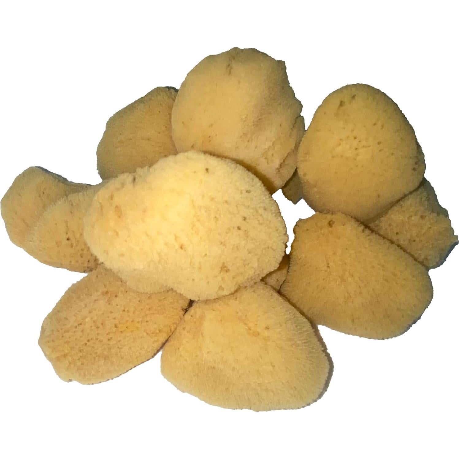 Esponjas de Seda Natural Suave 6 Piezas 3.81-7.62 cm para Maquillaje