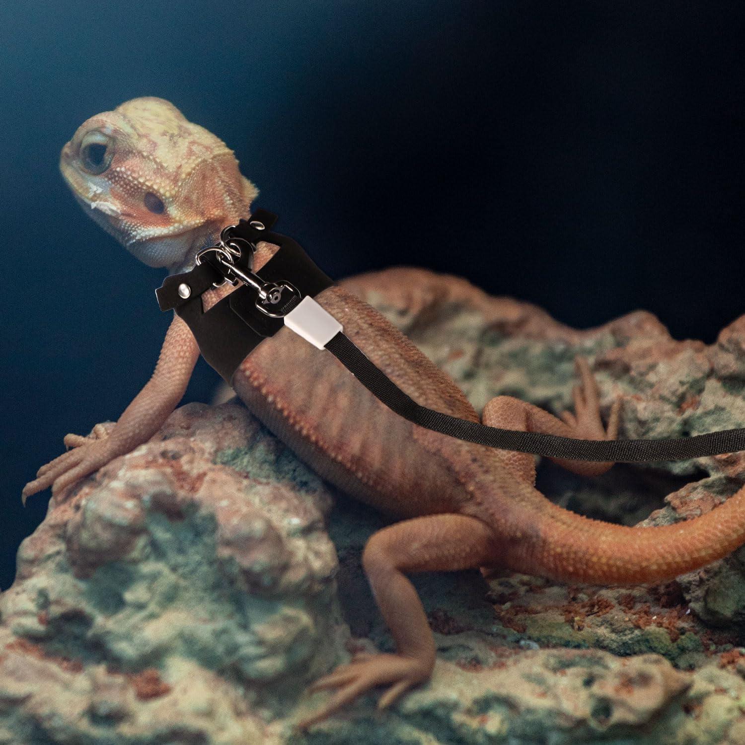 Conjunto Arnés y Correa Retráctil para Dragón Barbudo - 3 Tamaños