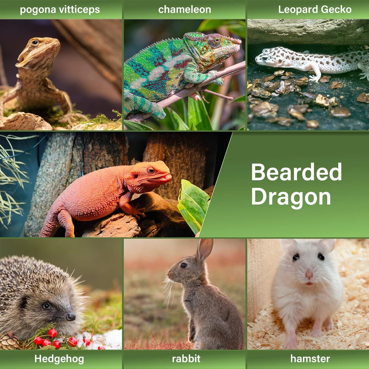 Bandolera Transportadora LIKZINWA para Reptiles Pequeños - Azul