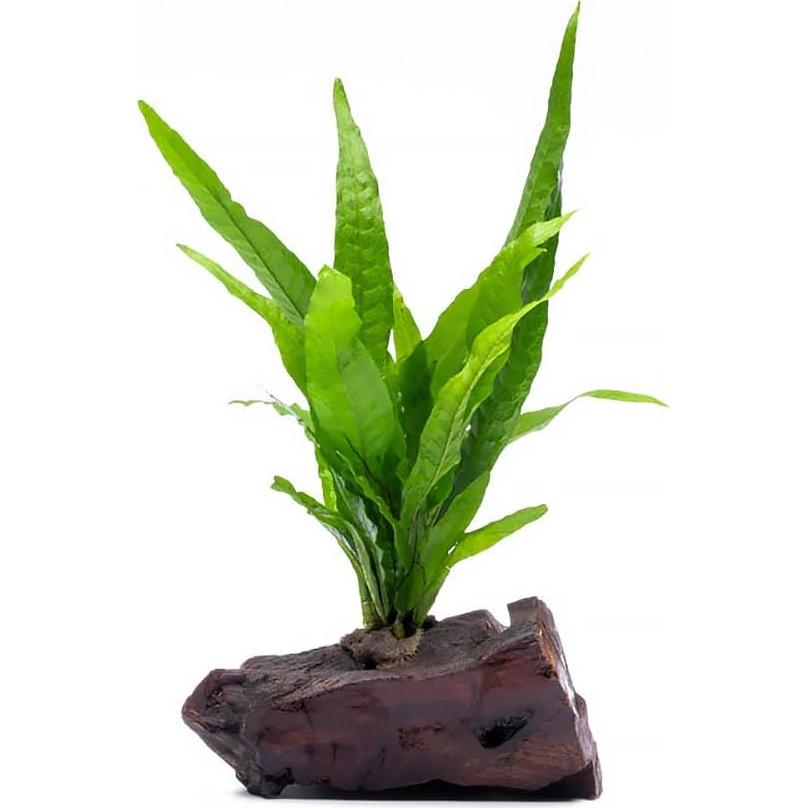 Plantas Acuáticas Vivas SubstrateSource - Helecho de Java en Madera Flotante