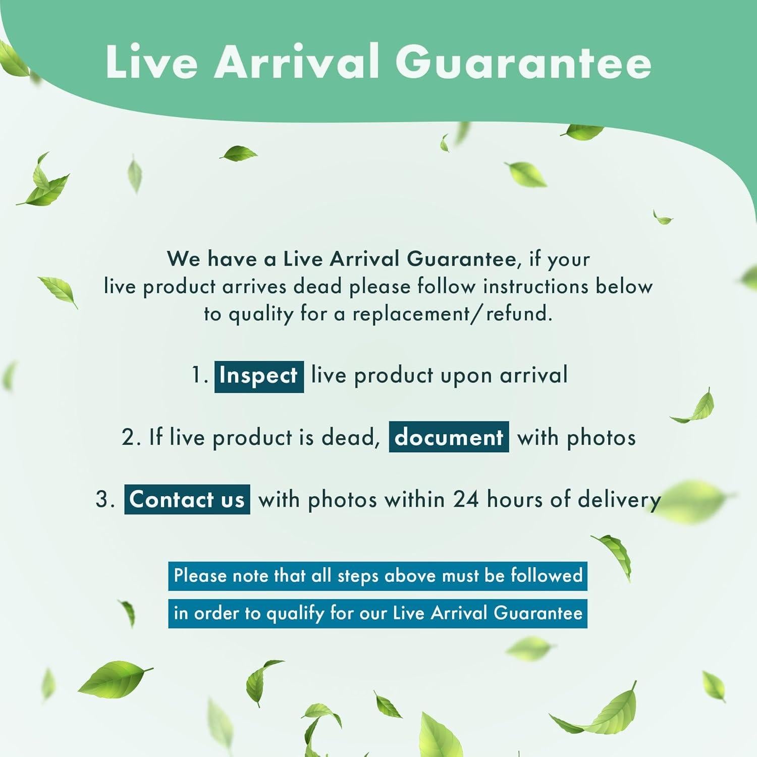 Plantas Acuáticas Vivas SubstrateSource - Helecho de Java en Madera Flotante