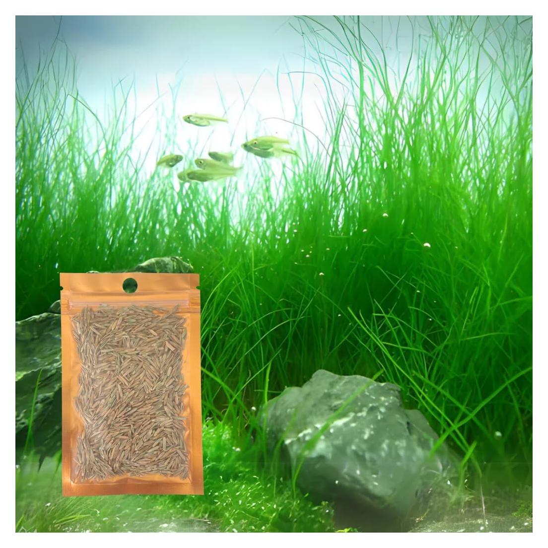 Semillas de Pasto Acuático Genérico Eleocharis Parvula - 1 Paquete