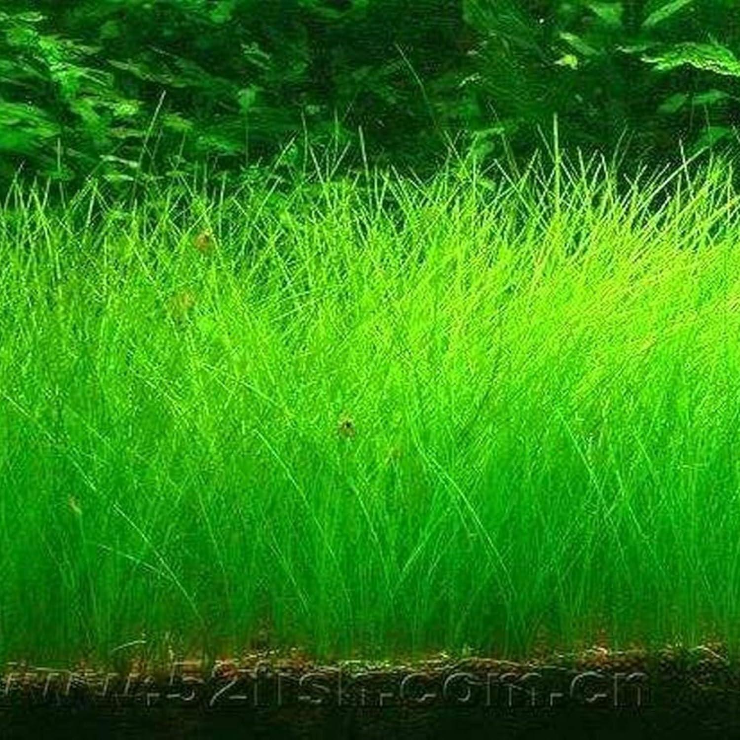 Semillas de Pasto Acuático Genérico Eleocharis Parvula - 1 Paquete