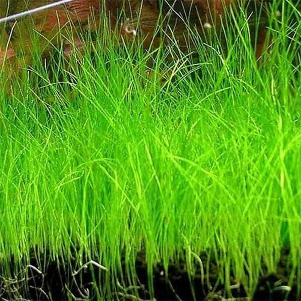 Semillas de Pasto Acuático Genérico Eleocharis Parvula - 1 Paquete