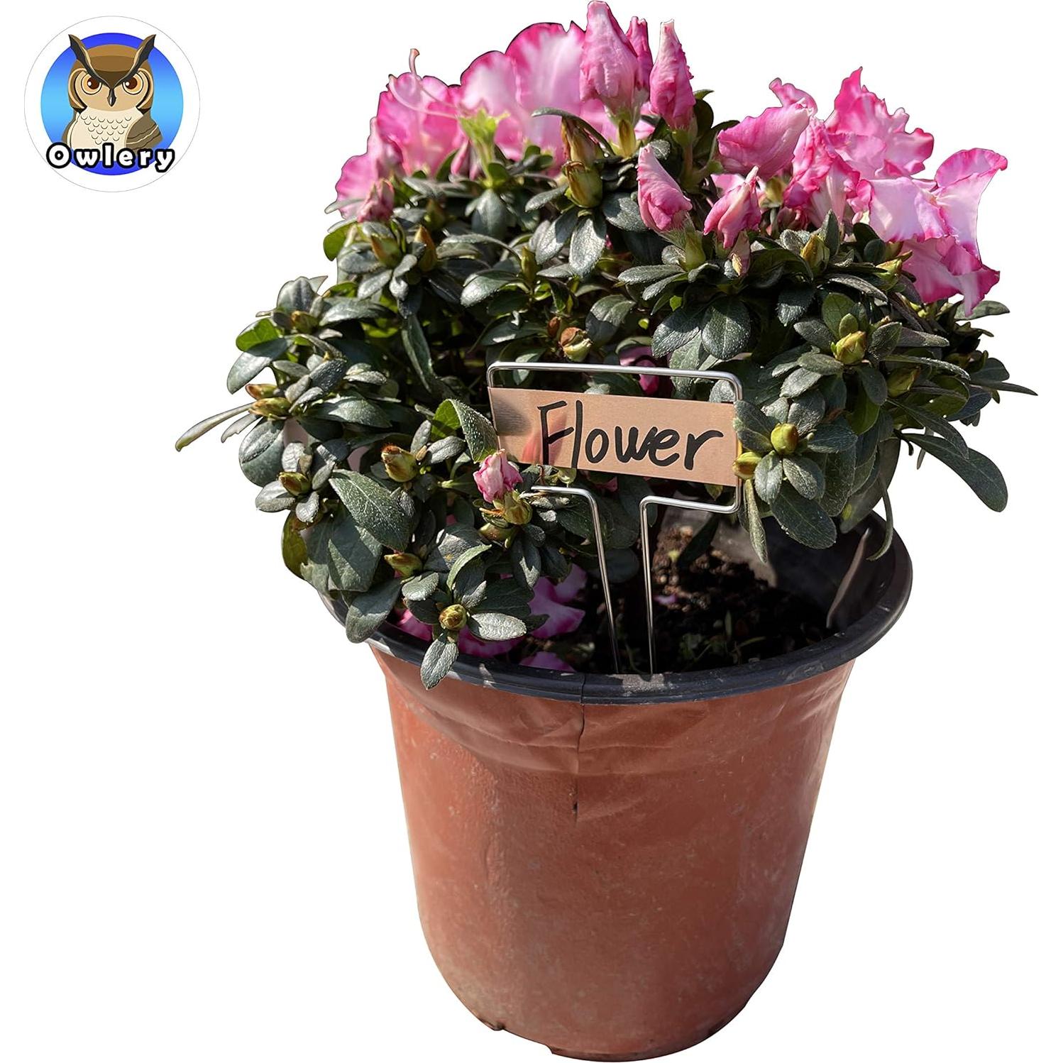 Etiquetas de Metal para Plantas Owlery - Reutilizables 5x6.6 cm