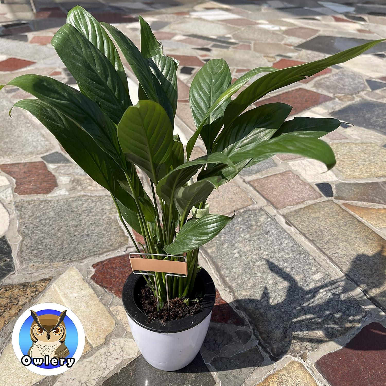 Etiquetas de Metal para Plantas Owlery - Reutilizables 5x6.6 cm