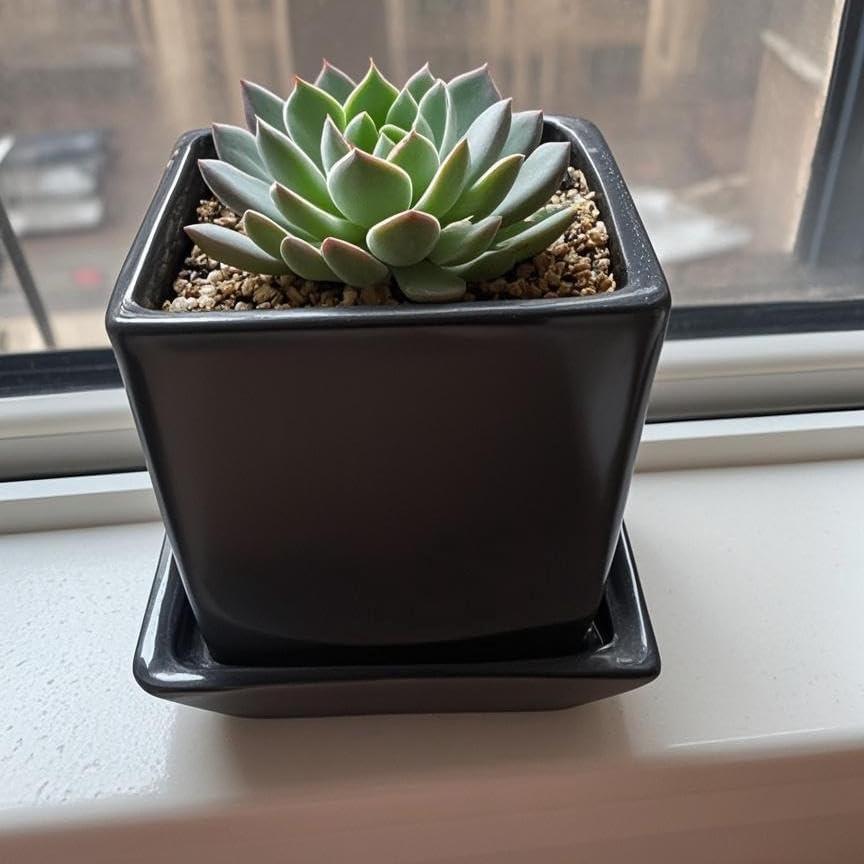 Plato Cuadrado Cerámica Negra 10.16 cm Saupotcer 2 Paquete