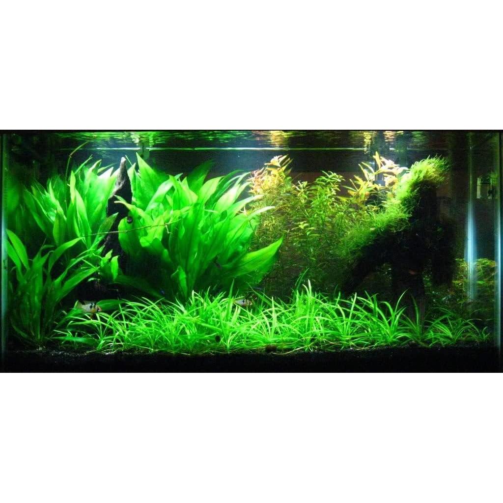 Plantas Acuáticas Vivas AquaLeaf - Espada Amazónica, 3 Unidades
