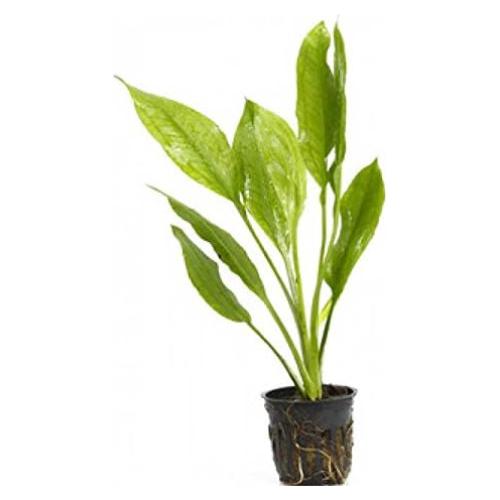 Planta Acuática Espada Amazónica AquaLeaf en Maceta
