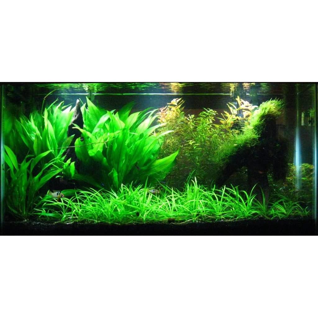 Planta Acuática Espada Amazónica AquaLeaf en Maceta