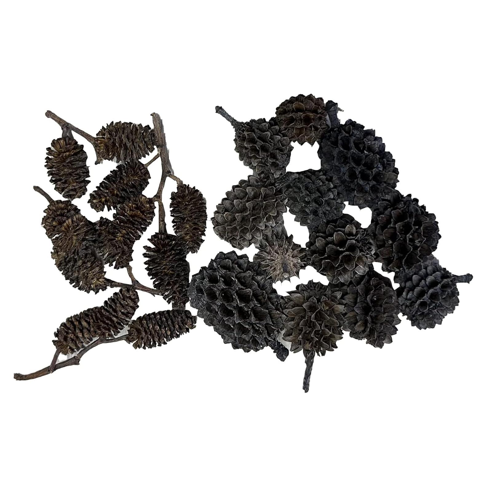 Conos de Aliso y Casuarina 24 Piezas para Acuario Natural