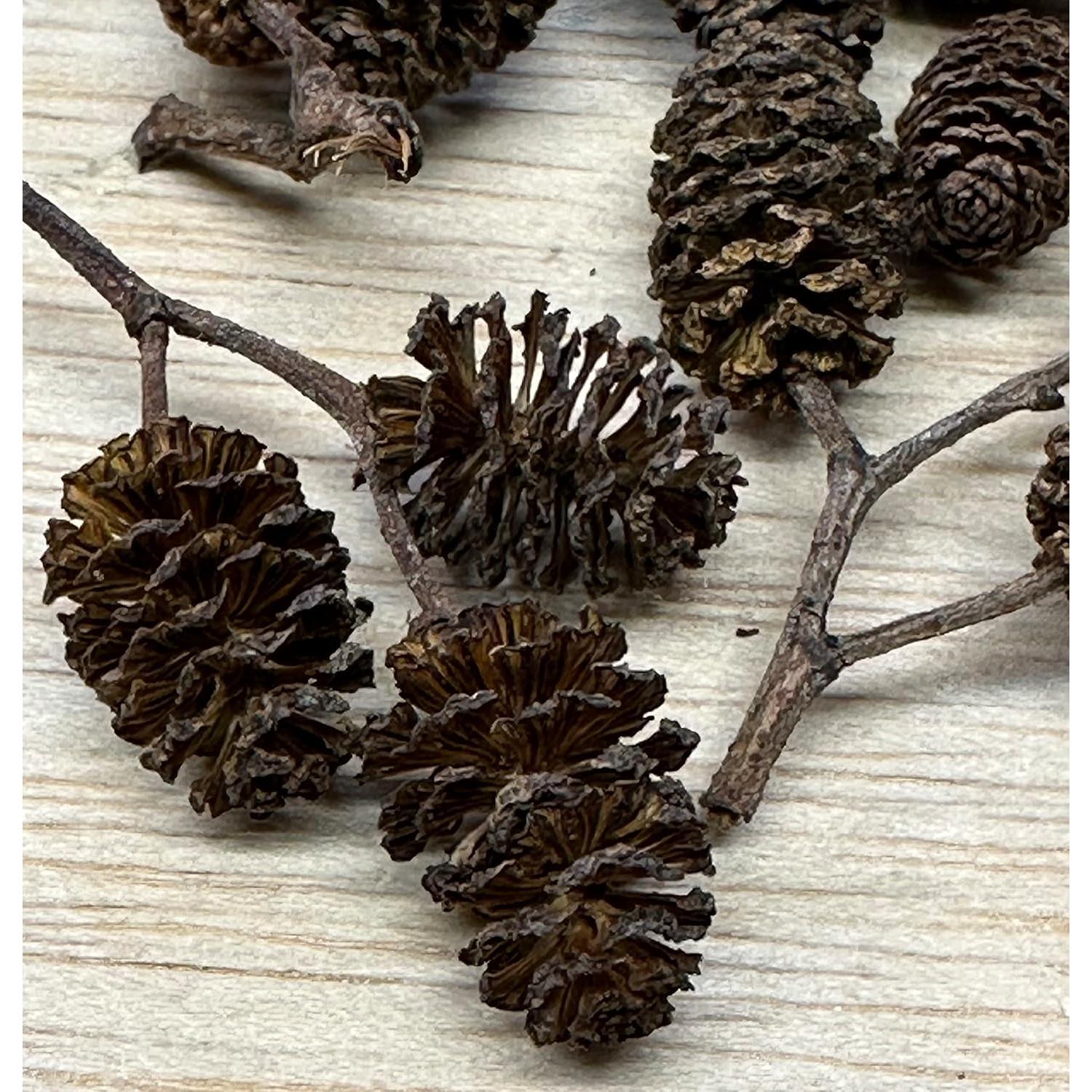 Conos de Aliso y Casuarina 24 Piezas para Acuario Natural