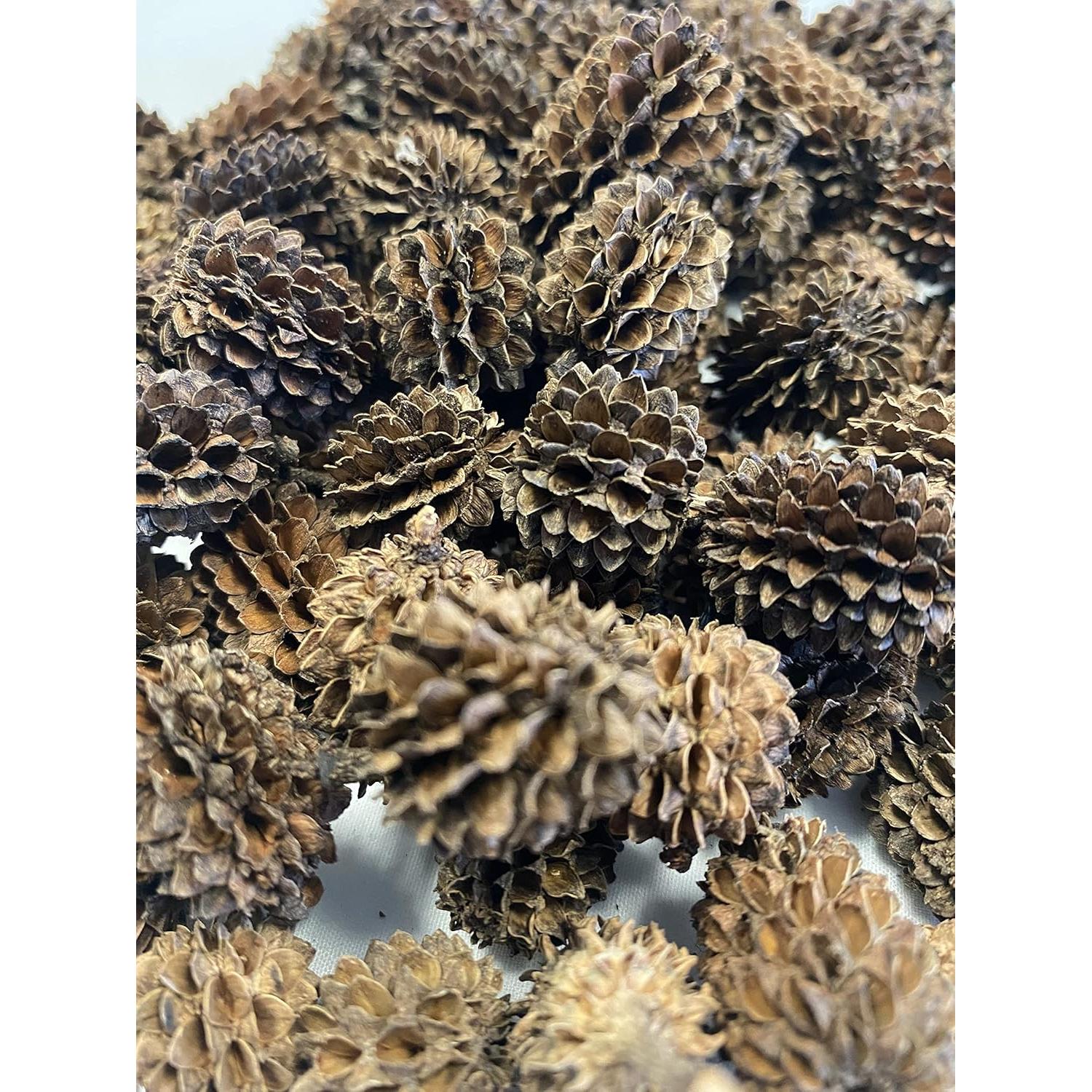 Conos de Aliso y Casuarina 24 Piezas para Acuario Natural