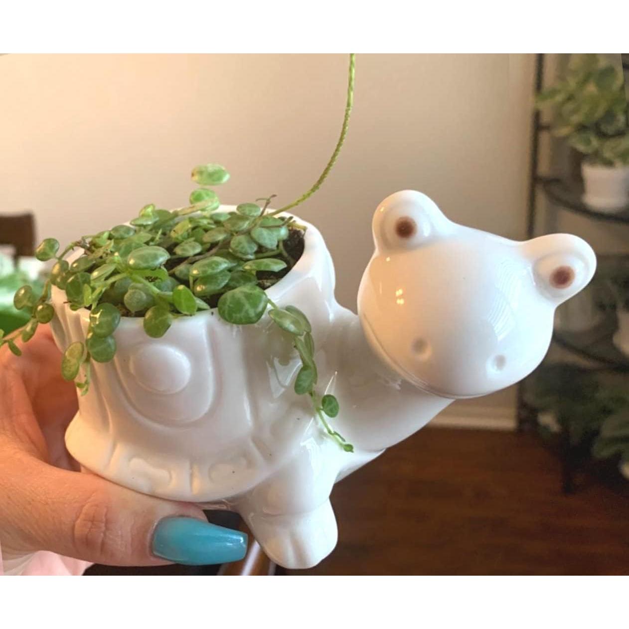 Maceta Tortuga GeLive Blanca 14x8.5 cm para Suculentas