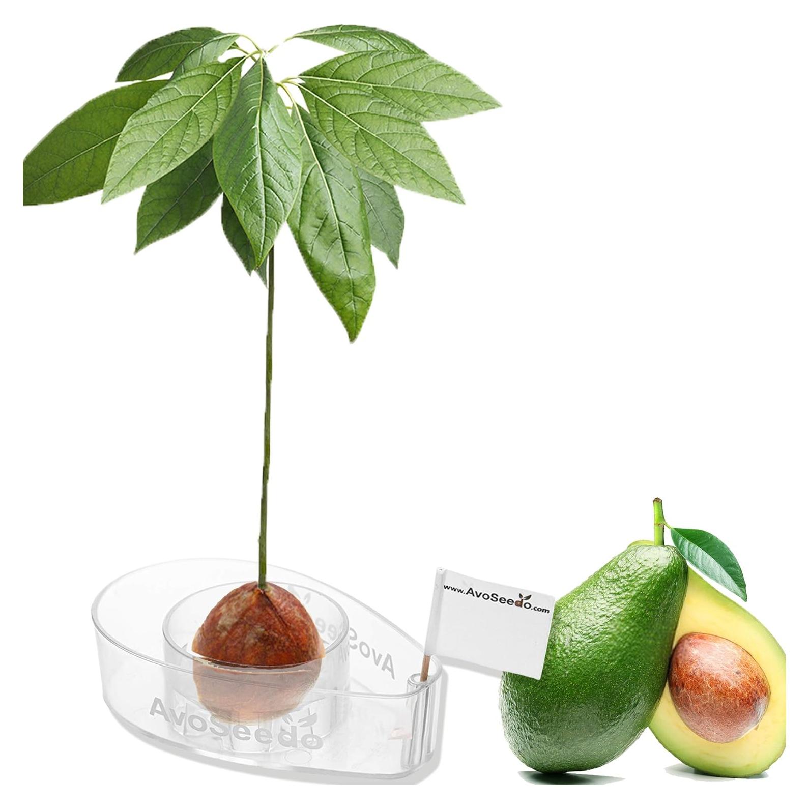 Kit de Crecimiento de Aguacate AvoSeedo - Maceta Flotante 12cm