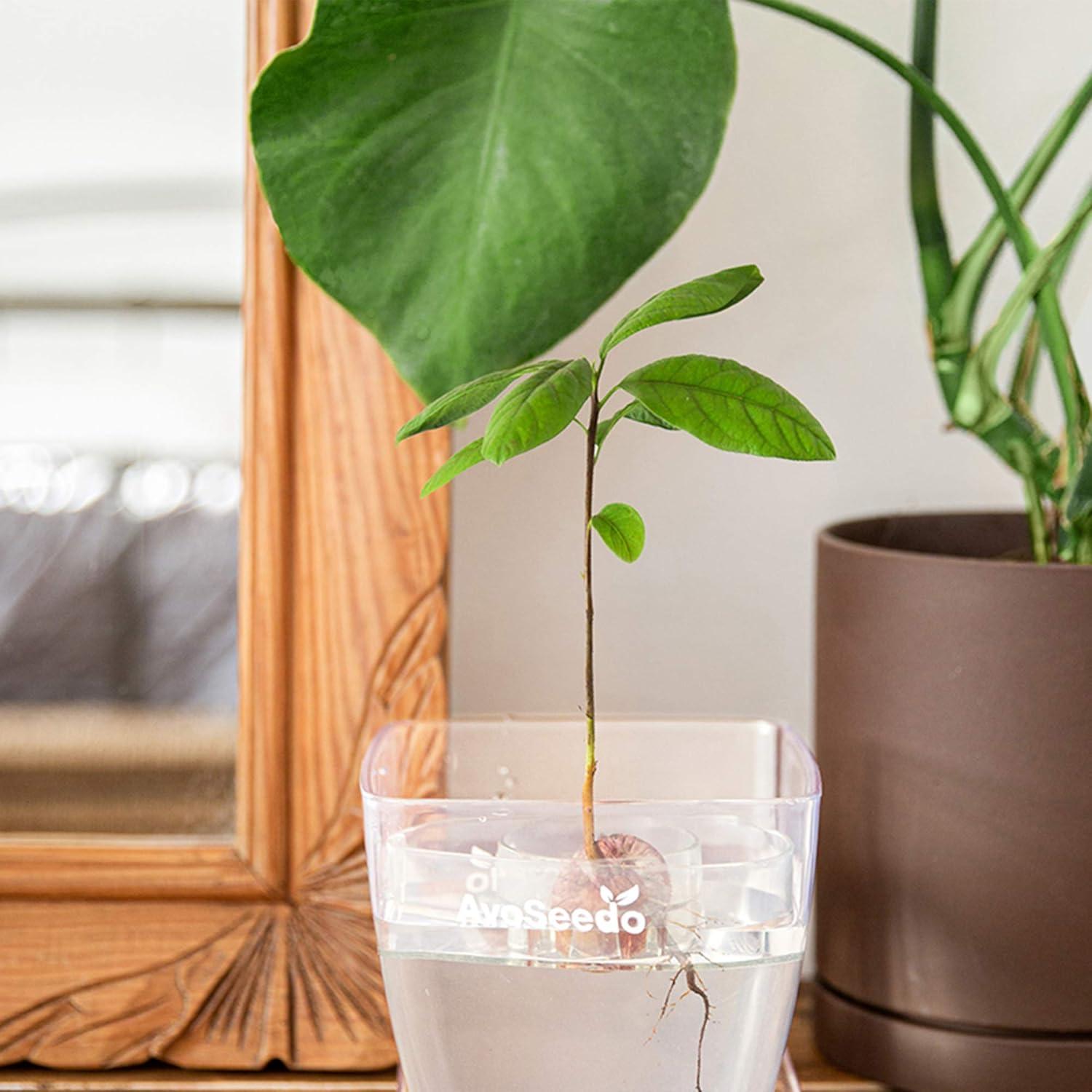 Kit de Crecimiento de Aguacate AvoSeedo - Maceta Flotante 12cm