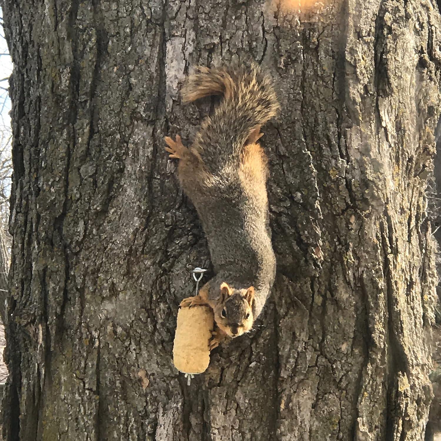 Recarga Squirrelog C&S de Maíz Dulce 907g - 2 Unidades