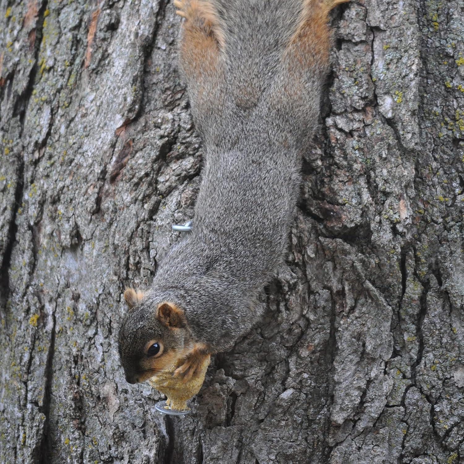 Recarga Squirrelog C&S de Maíz Dulce 907g - 2 Unidades