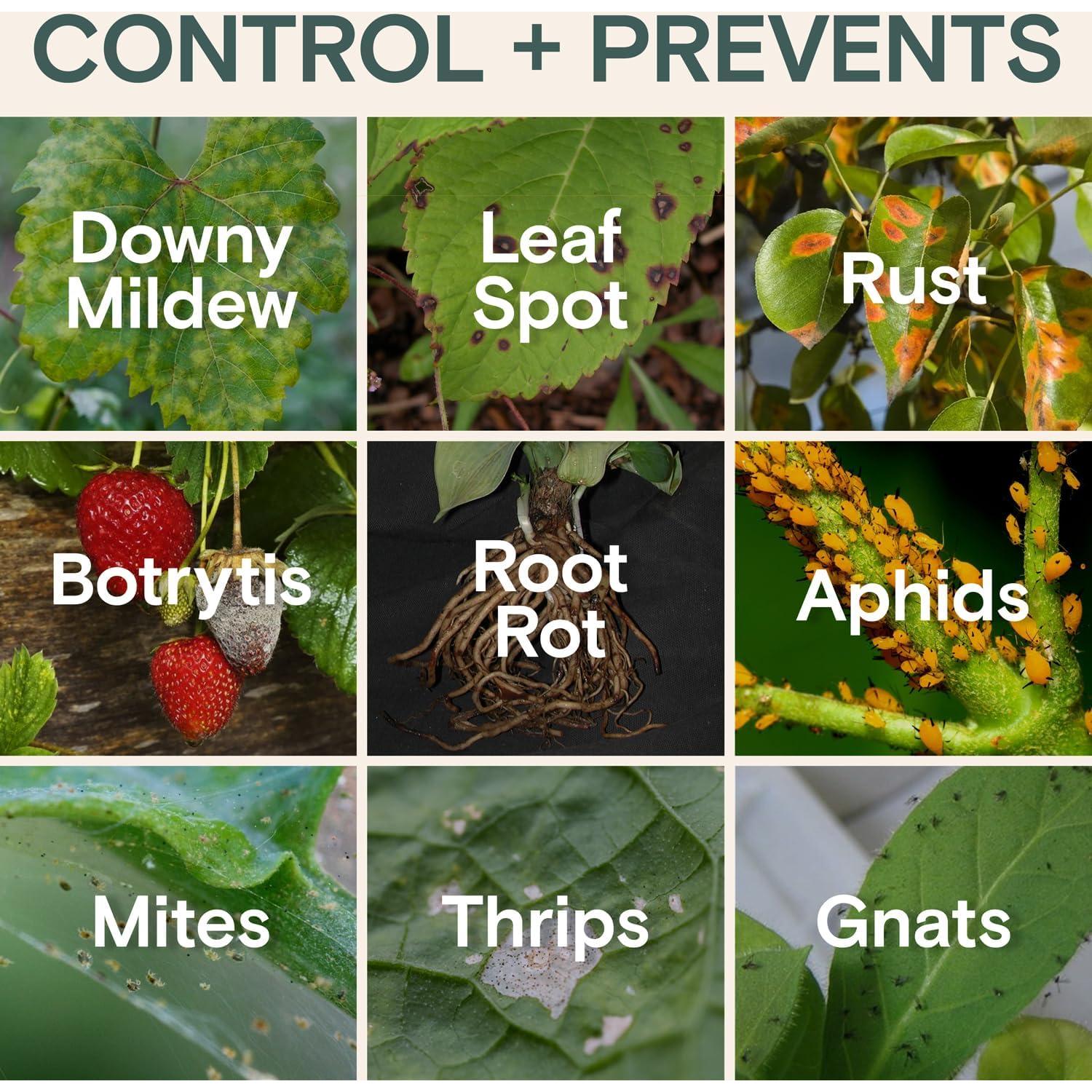 Insecticida y Fungicida Orgánico Arber 500ml - Control Plagas y Moho