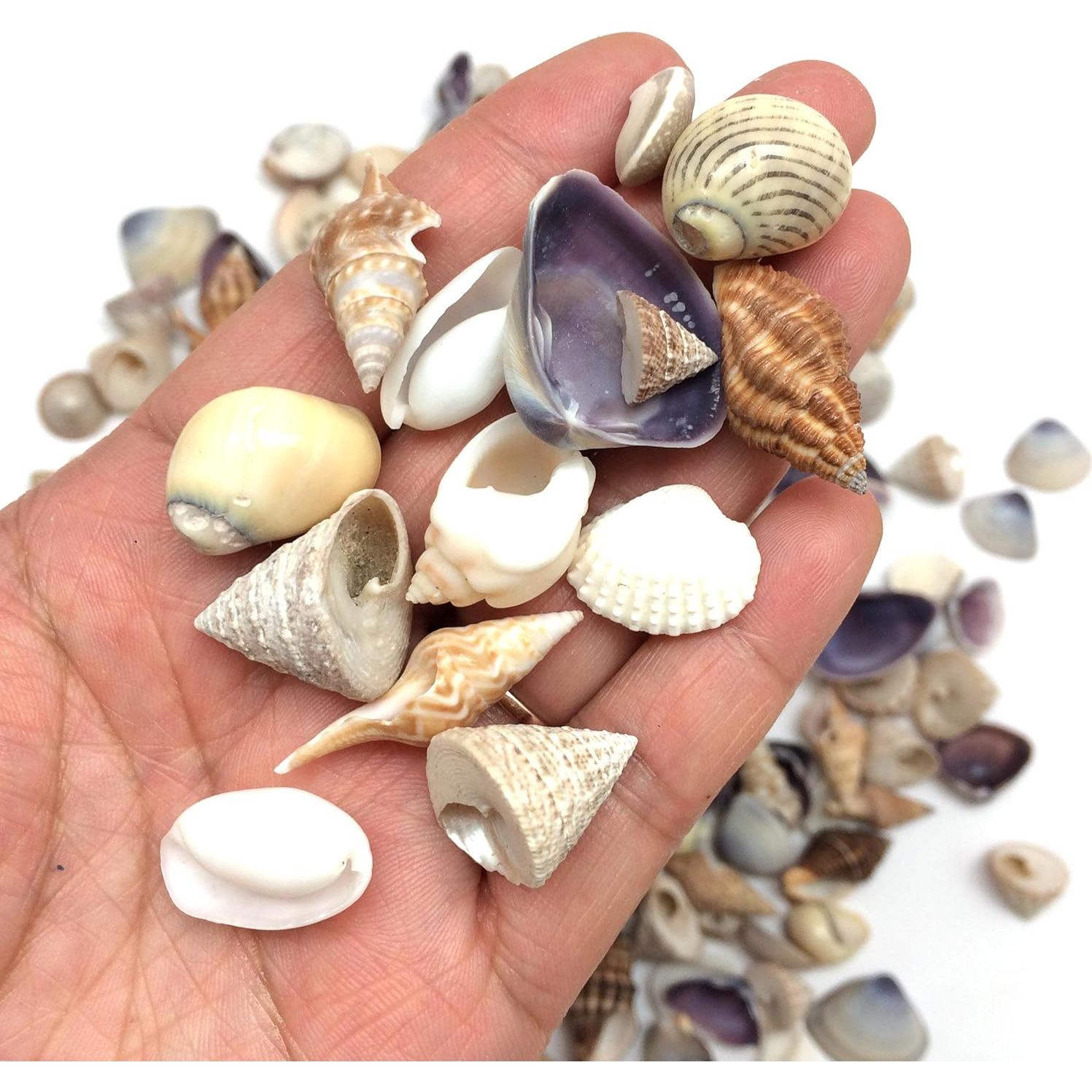 Conchas Marinas PEPPERLONELY Mezcla Pequeña 340+ Piezas