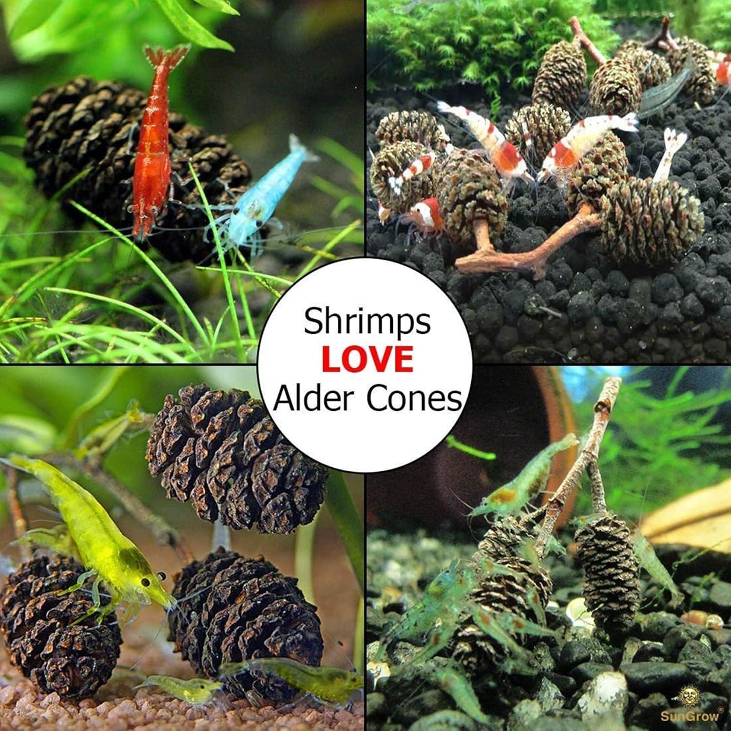 Conos de Aliso SunGrow 50 Pcs - Acondicionador de Agua para Camarones