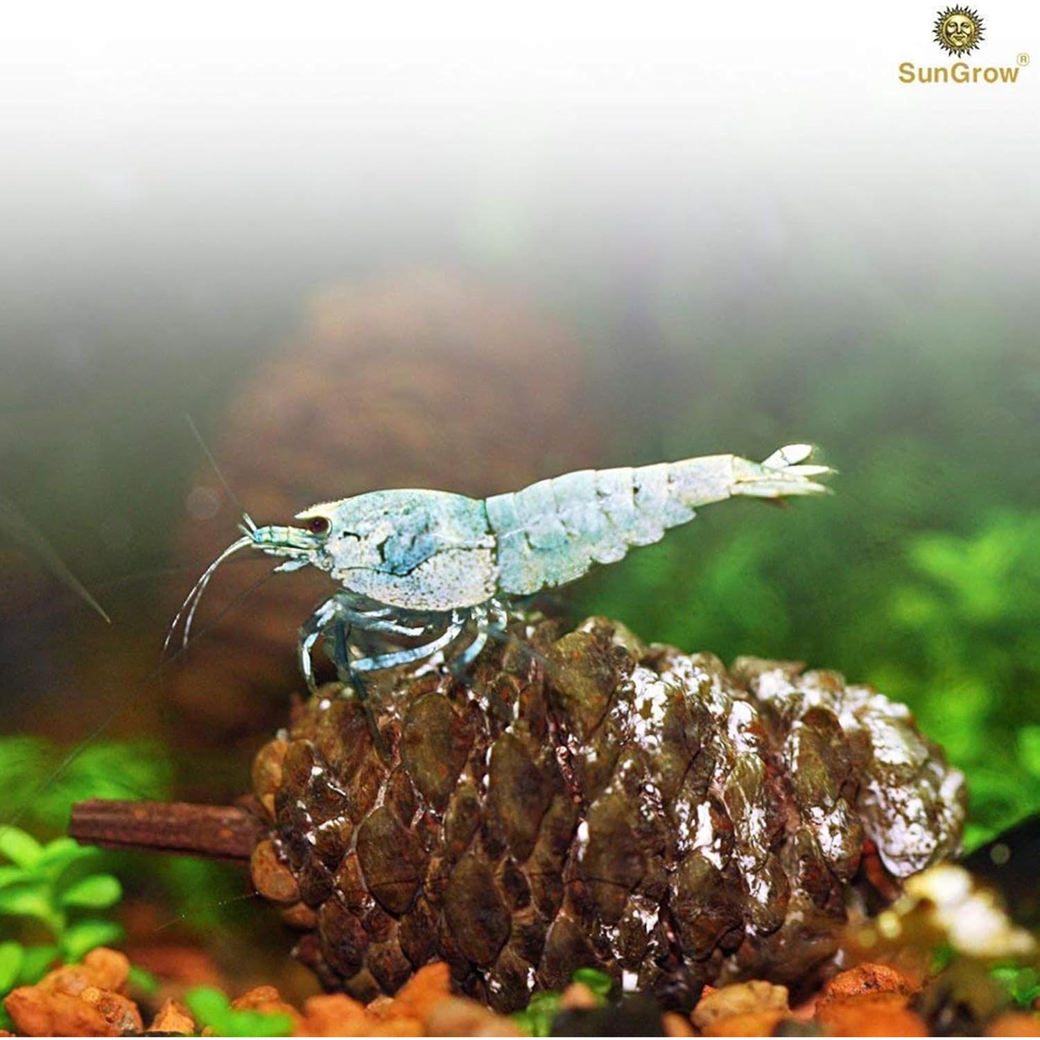 Conos de Aliso SunGrow 50 Pcs - Acondicionador de Agua para Camarones