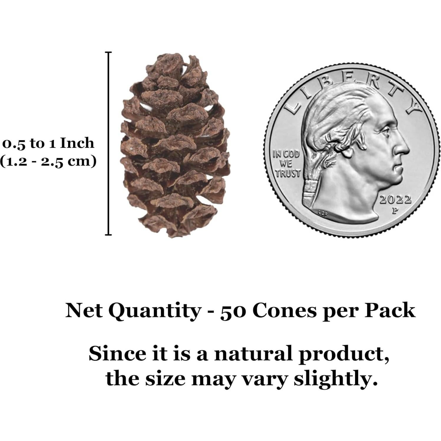 Conos de Aliso SunGrow 50 Pcs - Acondicionador de Agua para Camarones