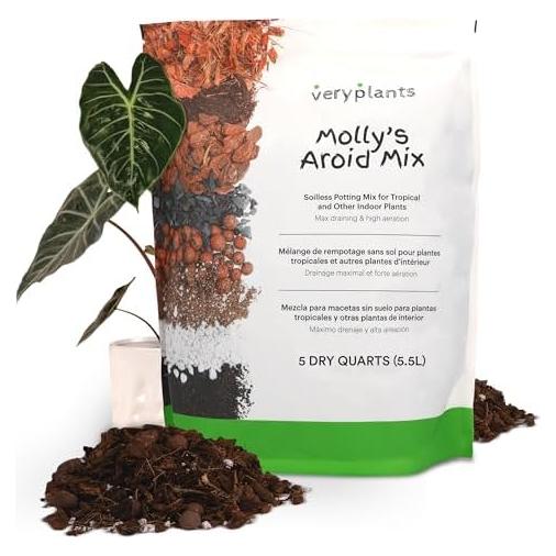 Mezcla Aroid de Molly 5 Cuartos - Maceta Premium Sin Suelo