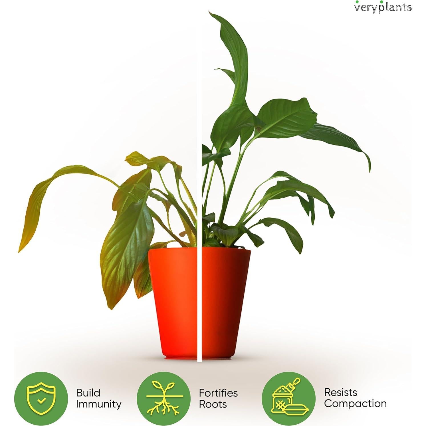 Mezcla Aroid de Molly 5 Cuartos - Maceta Premium Sin Suelo