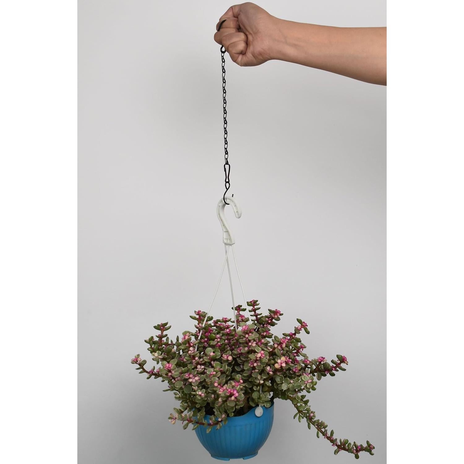 Cadena Colgante de Plantas Sersberg 11 Pulgadas Negra 6PCS