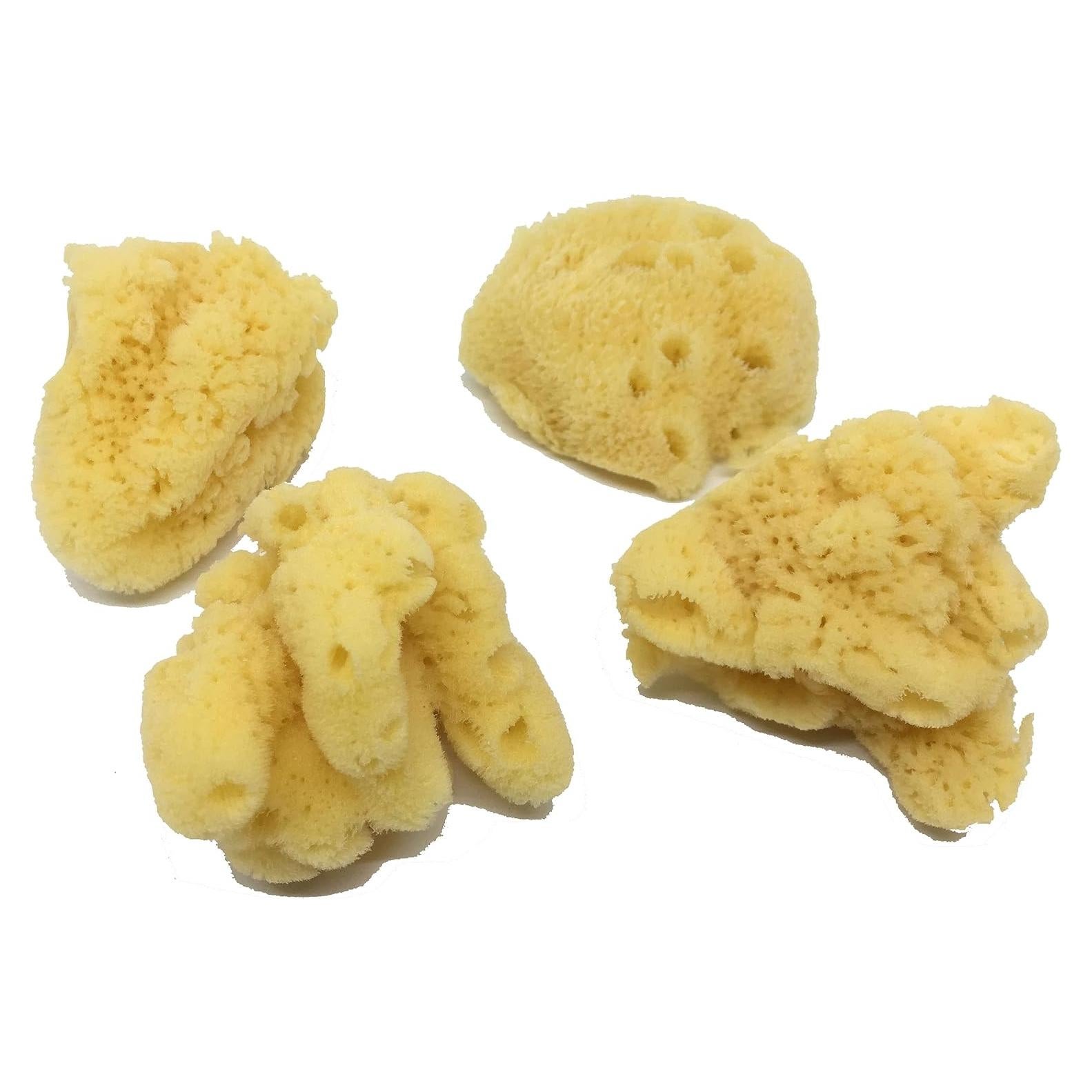 Esponjas Naturales Jumbo para Cangrejo Ermitaño 4 Piezas