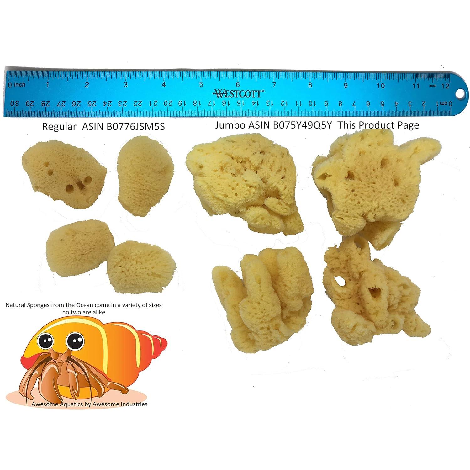 Esponjas Naturales Jumbo para Cangrejo Ermitaño 4 Piezas