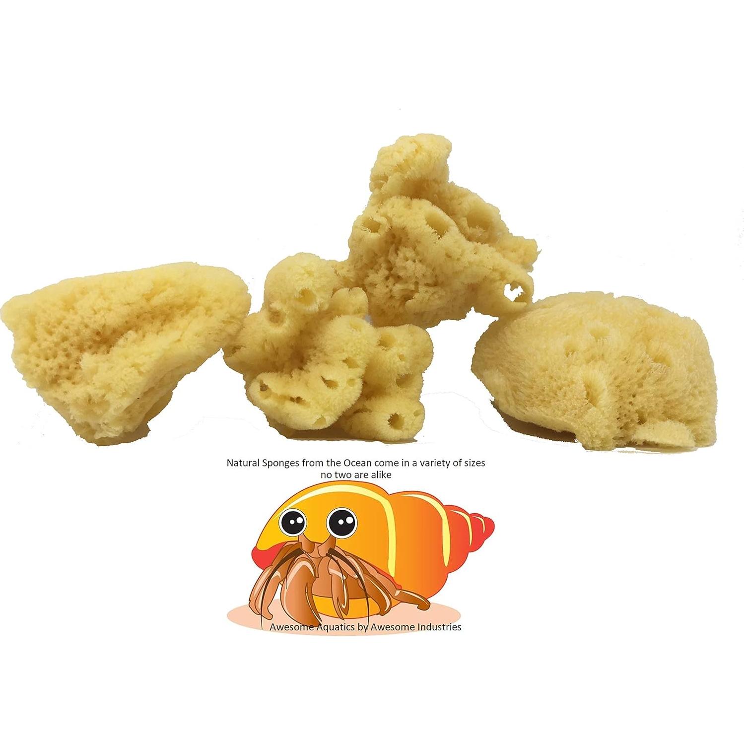 Esponjas Naturales Jumbo para Cangrejo Ermitaño 4 Piezas