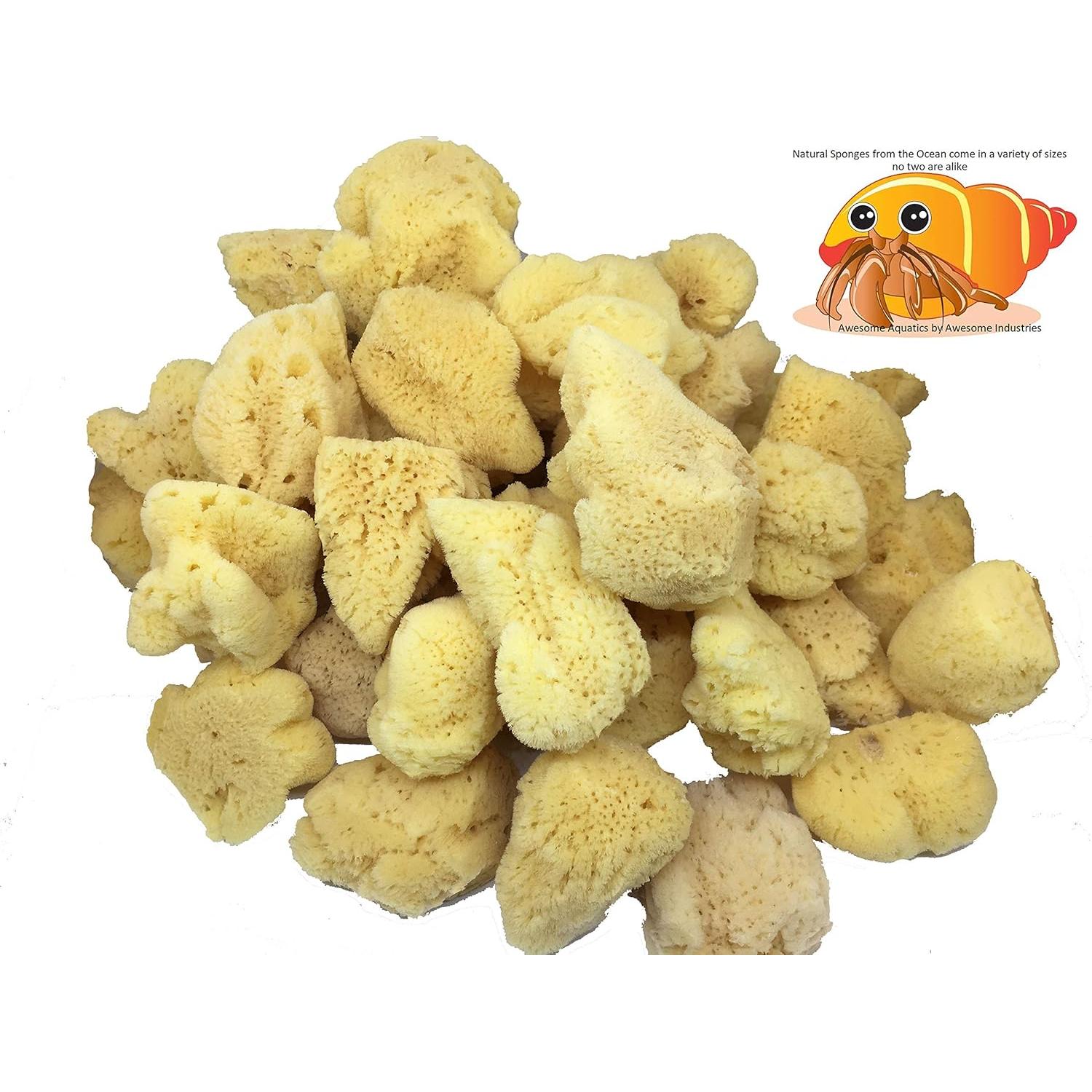 Esponjas Naturales Jumbo para Cangrejo Ermitaño 4 Piezas