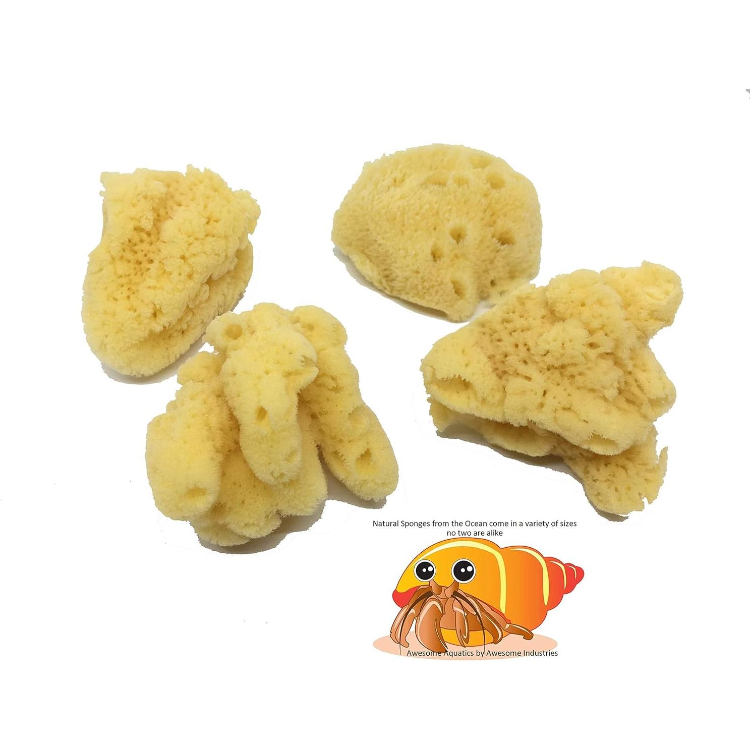 Esponjas Naturales Jumbo para Cangrejo Ermitaño 4 Piezas